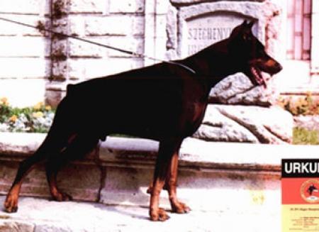 Tahi-Reme Vinchico | Black Doberman Pinscher