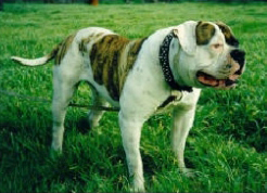 MGK's Action Jackson (American Bulldog) | Olde English Bulldogge 