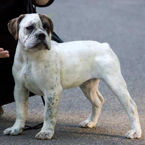 Leadfoot's Tequila Sunrise | Olde English Bulldogge 