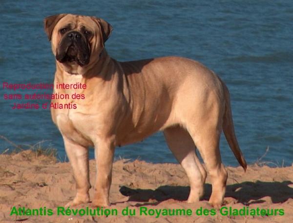 atlantis revolution de royaume des gladiateurs | Bullmastiff 