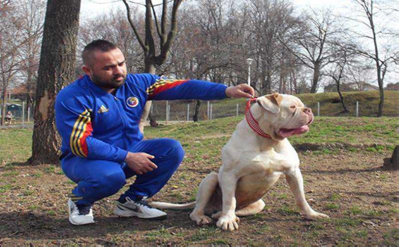 Brenner House Kimbo JR | American Bulldog 