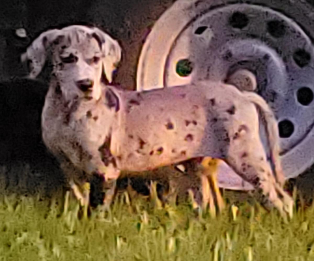 Harmony Taylor of DDR | Great Dane 
