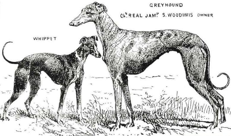 Real Jam [S. Woodiwis] | Greyhound 