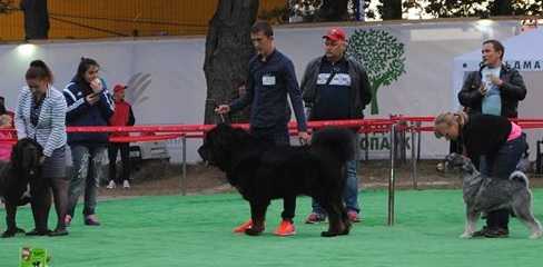 KHARSOR ERCH | Tibetan Mastiff 