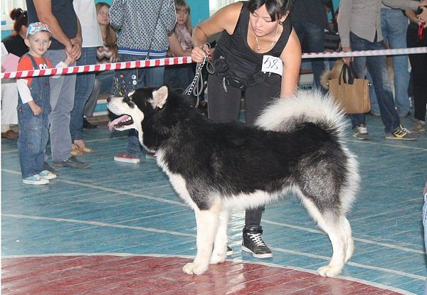 Ares Snow Storm | Alaskan Malamute 