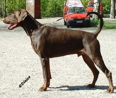 Little League's Desert's Ruler | Brown Doberman Pinscher