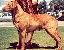 Quail Run's Bear Cub | Chesapeake Bay Retriever 