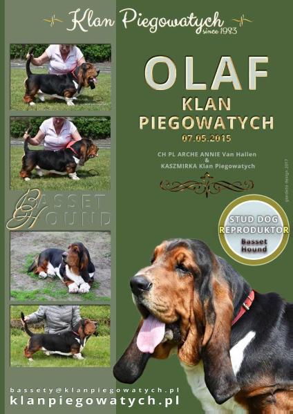 OLAF Klan Piegowatych | Basset Hound 