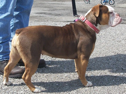 Brickhouse Bullies Tilly | Olde English Bulldogge 