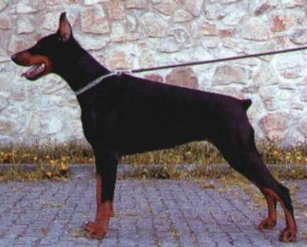 Wallis z Tomky | Black Doberman Pinscher