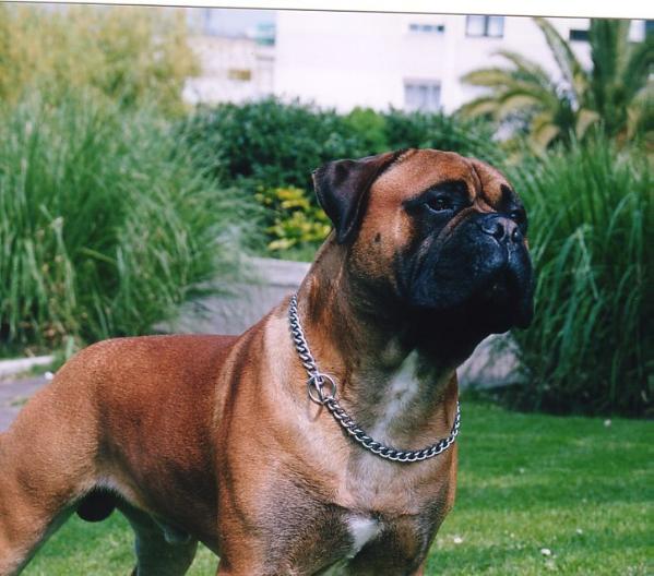 Falcon-Crest de Agafa l'Ase | Bullmastiff 