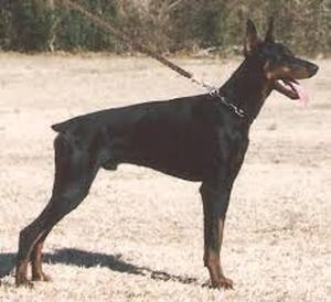 Colman's Crieger v. Bahnhof | Black Doberman Pinscher