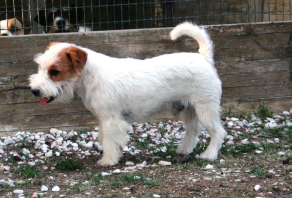 Royal di san ruffino jack il piccolo lord | Jack Russell Terrier 