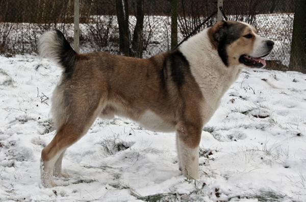 Eshh Yurek | Central Asian Shepherd Dog 