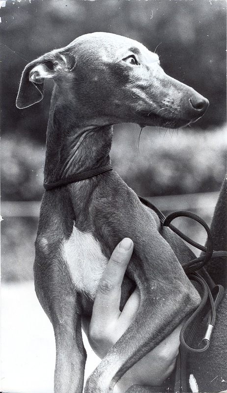 FELICHE di SAN TOMA | Italian Greyhound 