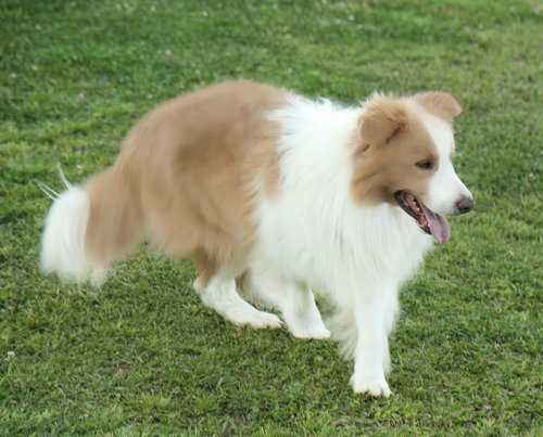 Omegamtn Levi Barnes | Border Collie 