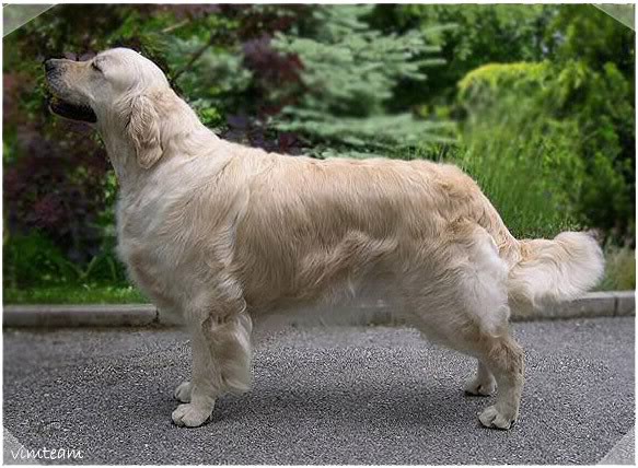 Arenaria | Golden Retriever 