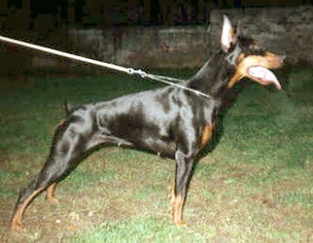 Indiana Cobra | Black Doberman Pinscher