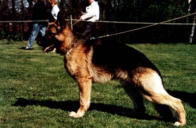 Eros vom Haus Hetok | German Shepherd Dog 