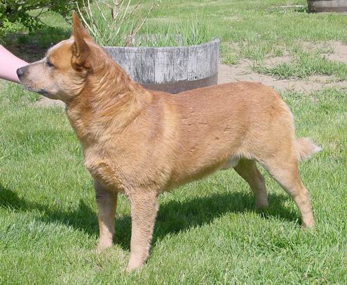 Broken Circle Blade | Australian Cattle Dog 