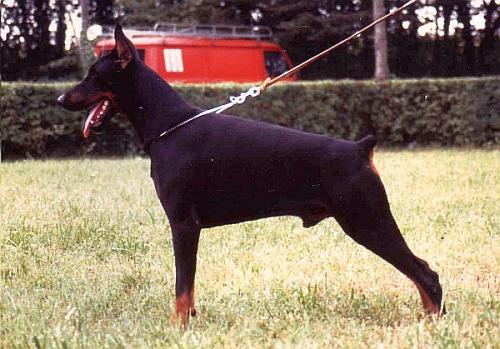 Dior for Regent Blue | Black Doberman Pinscher