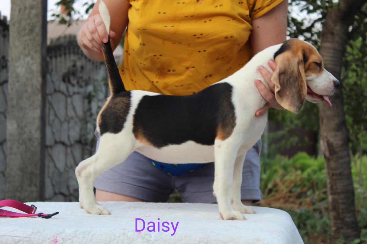 Daisy from Rebekka | Beagle 