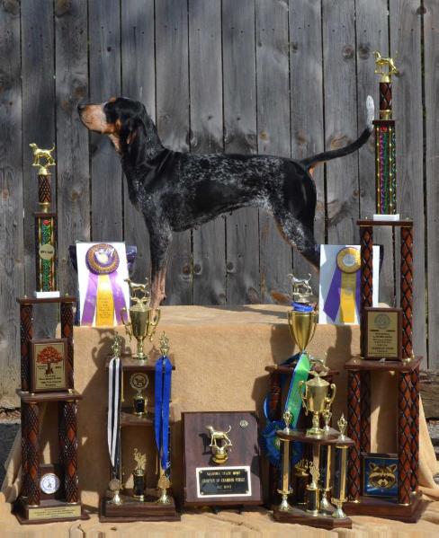 Evenstar N Heritage Mint Julep | Bluetick Coonhound 