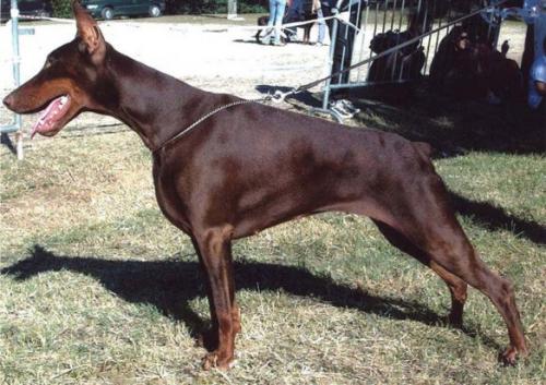 Eve Aljoko di Matario | Brown Doberman Pinscher