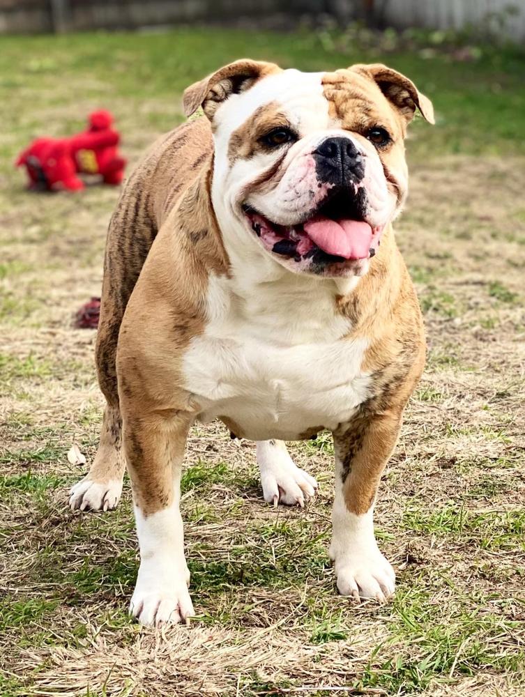 Nuyorican Bulldogges Bella | Olde English Bulldogge 