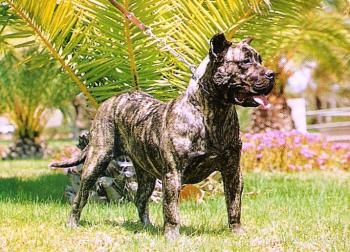 Asia | Perro de Presa Canario 