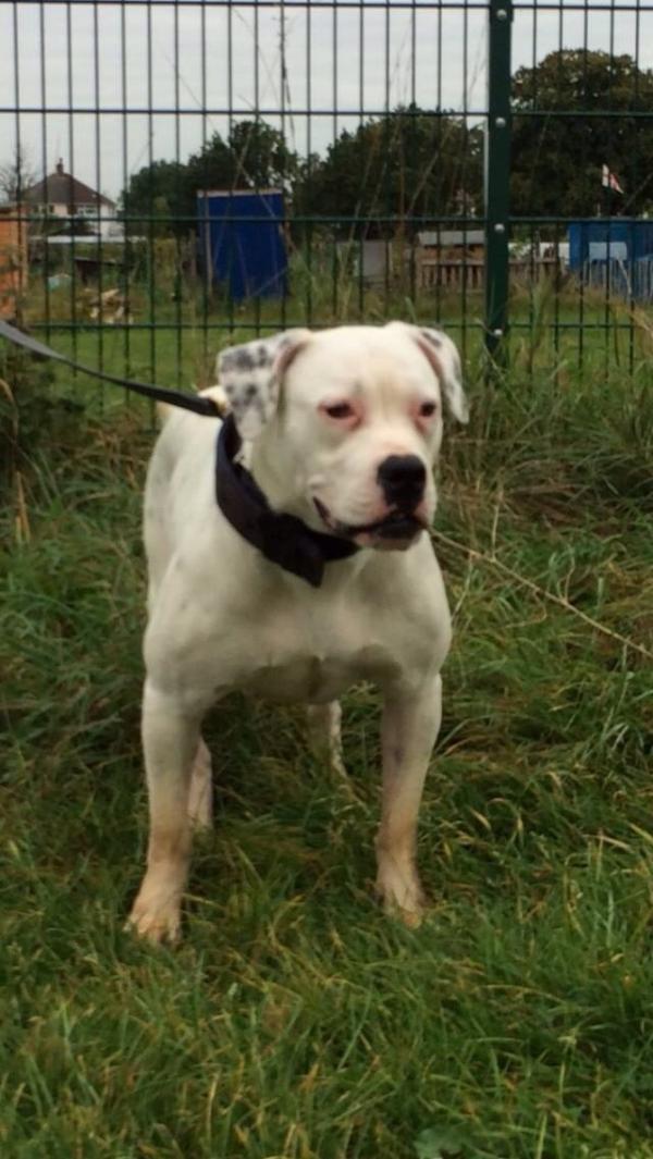 Marsdens Dakota | American Bulldog 