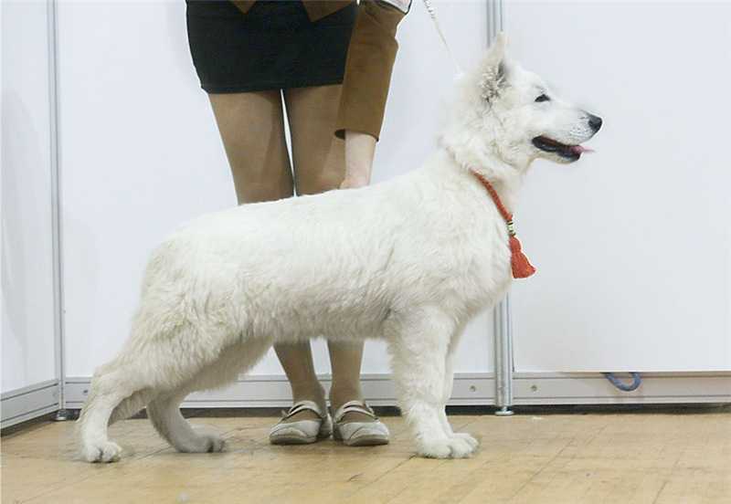 Fieliss EVR Voltorn | White Swiss Shepherd Dog 