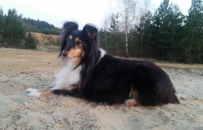 IXI z Puli Szczescia | Shetland Sheepdog 