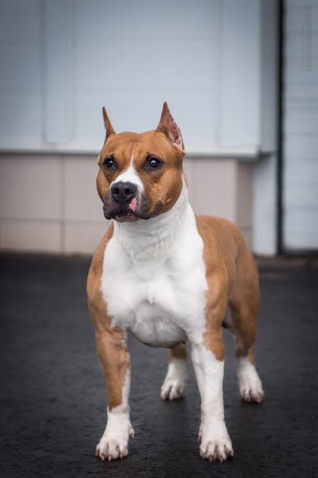 Regina king of ring'S | American Staffordshire Terrier 