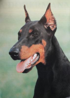 Lora Royal Bell | Black Doberman Pinscher