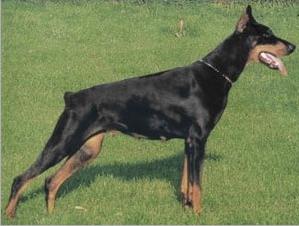 Cassi v. Bayern | Black Doberman Pinscher