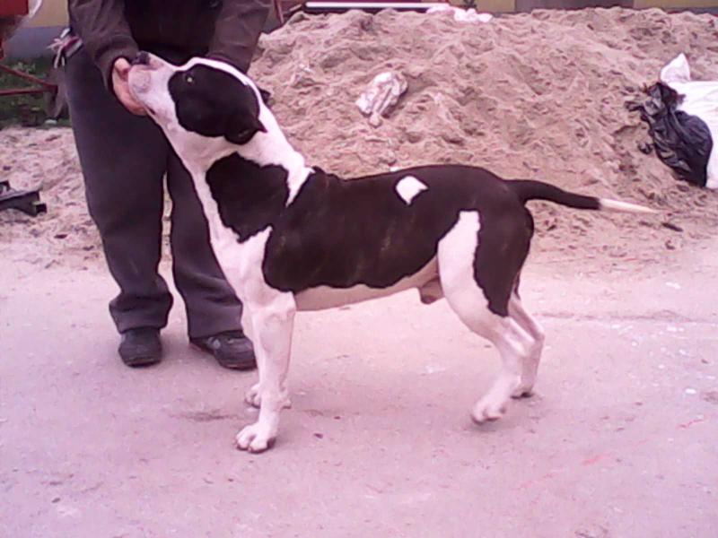 Exorcist Tiger Aziz | American Staffordshire Terrier 
