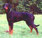 Dobfancier's Pezter | Black Doberman Pinscher