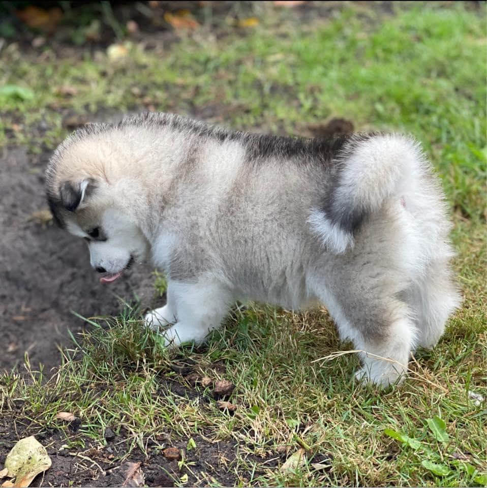 Inuyak New Kotzebue Back To The Future | Alaskan Malamute 