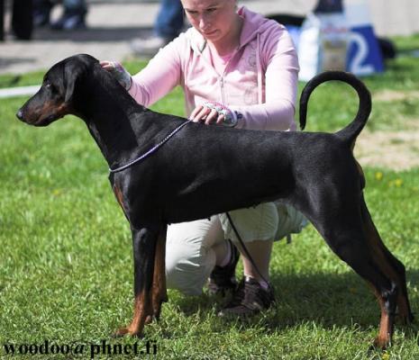 Kriegerhof Inez d'Amour | Black Doberman Pinscher