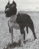 Panda's Gallant Boss | American Staffordshire Terrier 