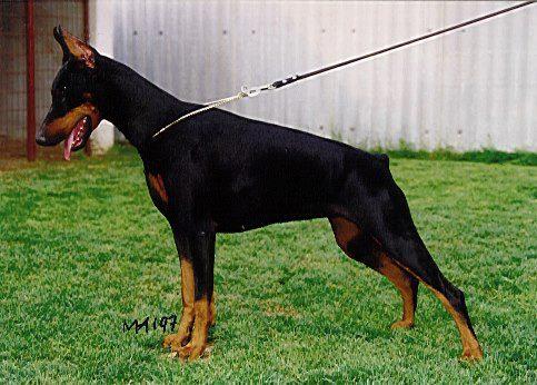 Gravin Yoco v. Neerlands Stam (NHSB 2081078 ) | Black Doberman Pinscher