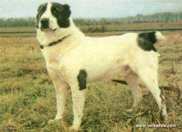 pelen rogalskiy | Central Asian Shepherd Dog 