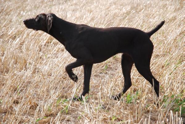 Helite du Bois Feuraz | German Shorthaired Pointer 