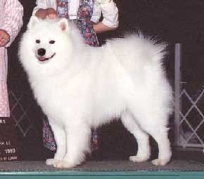 Dancing Bear Rudy Peterson | Samoyed 