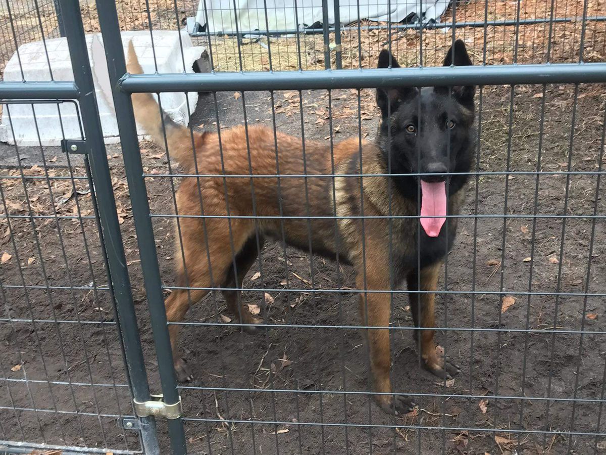 Vegas Richmond Iwarrusskennel | Belgian Malinois 