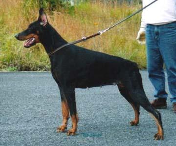 Ereiris-Ezra v. Erab | Black Doberman Pinscher