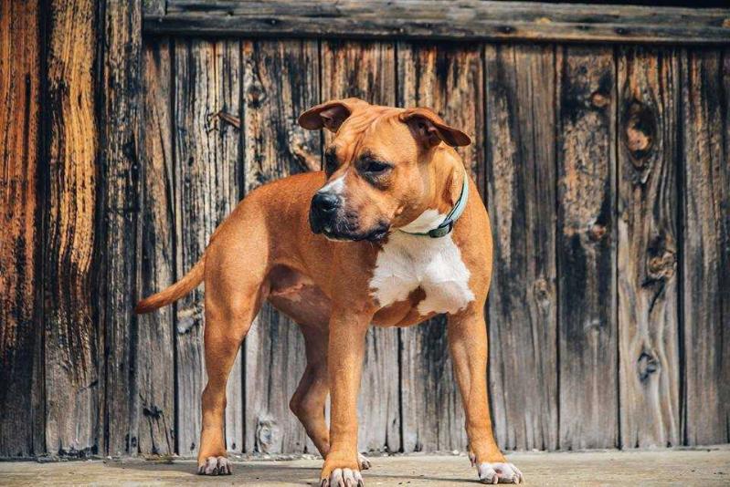 Flamewood Deep Forest | American Staffordshire Terrier 