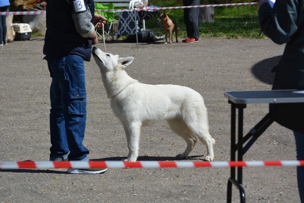 STRAZH ASGARDA JACLYN DE NEV | White Swiss Shepherd Dog 