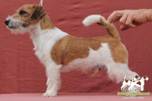 Yuppi junior | Jack Russell Terrier 